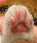 Cat paws Studio