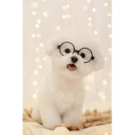 The school dog