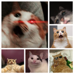 NEKO ;3