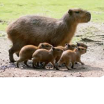Capybara Vibes