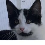 KATZEN BABYS