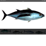 Tuna man studios