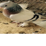 pigeon farm