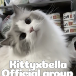 kitty x Bella official group
