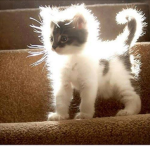The Cat Religion