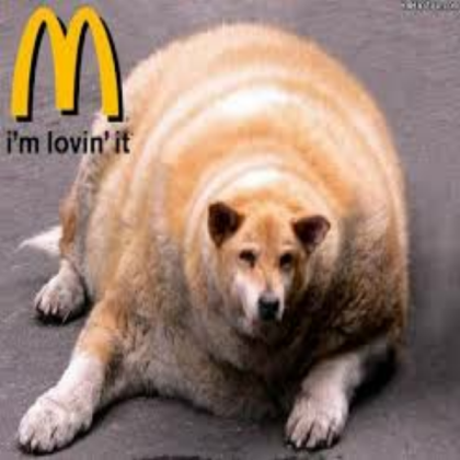 FAT DOG Roblox decal