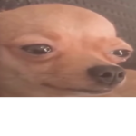 Grupo YouTuber de perros
