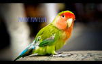 Parrot club gaming