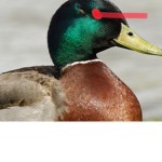 Ducks of Robloxia