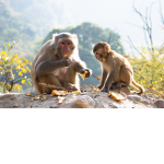 Monkey Confederation