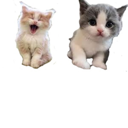 The Kitty Cat Fan Club