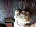 Pet talk