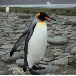 penguin.cool