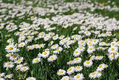Only daisy's : )