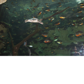 royal guard training