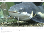 The meal group