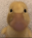 The cult of the duck god