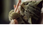 Purrfections®