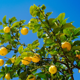 Lemon Tree ♫