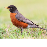 RoBiN.___