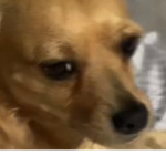 Klucas