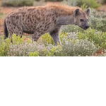 Yeens United