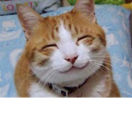 Flamingos is a cat Meow!