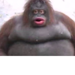 King_monkey,s place