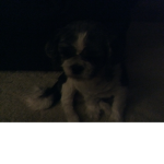 Rip lucky