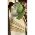 THE BIRD #####