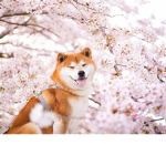 ~All Things Cute~