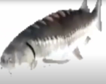 Spinning Fish Gang [SFG]