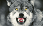 Alpha Wolf Legion