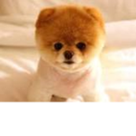 Puppylovers of the world!!!