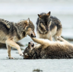 The Island Pack