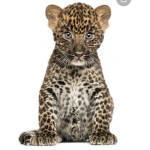 LEOPARD VIBES!!!