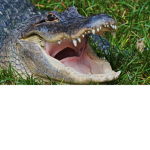 Eternal Alligator