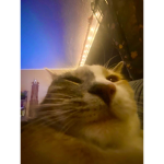 The memes of cats