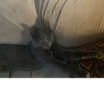 a group for my cat :DDDDDDD