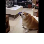 The YEET the CATS