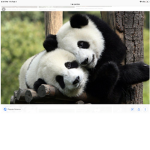 The little cute pandas