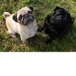 PUGS GANG OF COOL KIDZ