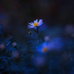 our flower