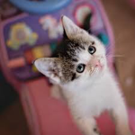 Kitties and Puppys