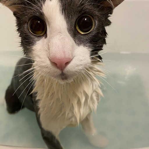 soggy obby