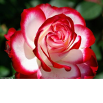 Xx Everlasting roses xX