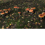 The Mushrooms kingdom