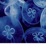 Blue Jellies