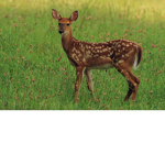 Deer Tree Restaurant Group