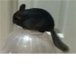 C.&.K.CHINCHILLAS